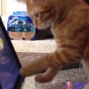 Cat playing fruit ninja